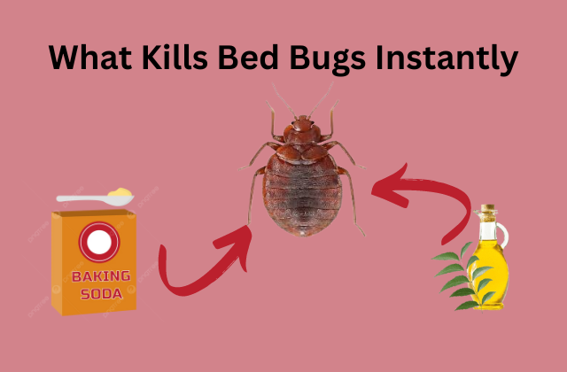 What Kills Bed Bugs Instantly