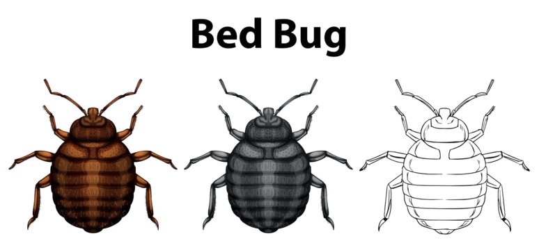 What kills bed bugs instantly - Best methods by professionals